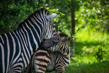 Fototapeta na wymiar Zebra family resting in the shadow in Quenn Elizabeth National Park of Uganda...