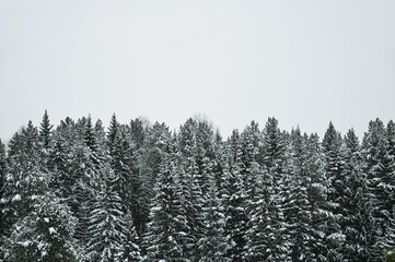 Panorama of snow covered pine and spruce forest. Scenic winter landscape. Russian nature. Huge trees. Cloudy day.
