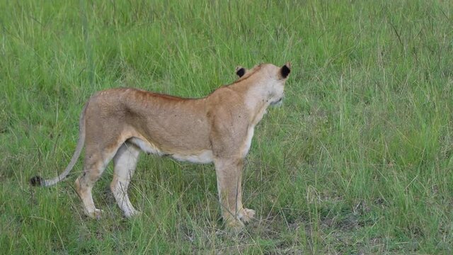 Female Lion in Masai Mara kenya