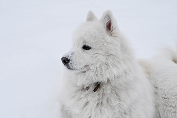 Obraz na płótnie Canvas White fluffy samoyed dog on the snow. Cold winter. Cute pet.