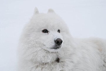 Obraz na płótnie Canvas Portrait of white fluffy samoyed dog on the snow. Cold winter. Cute pet.