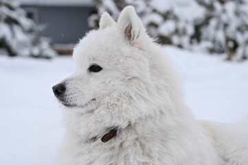 Portrait of white fluffy samoyed dog on the snow. Cold winter. Cute pet.