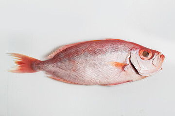 Original name(s): bigeye fish isolated white background