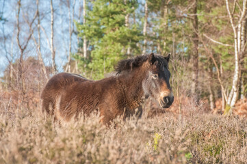 Free-roaming Exmoor pony in autumnal heathland and woodland