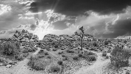 landscape with joshua trees in the desert