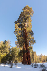 beautiful old sequoia trees