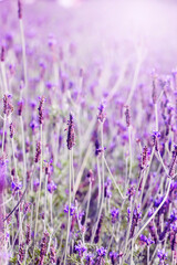sunset violet lavender field provence hokkaido (2)