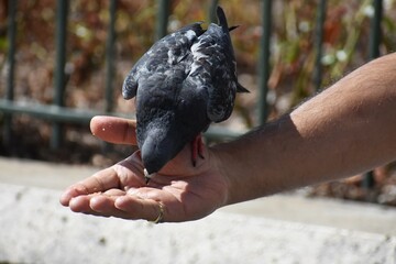  A Dove, feeding from man's hand.