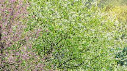 Cherry blossoms or the pink and white queen tiger flowers are beautiful in the mountains.