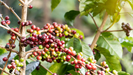 Fototapeta na wymiar Fresh omega coffee beans on stalks that are red and green.