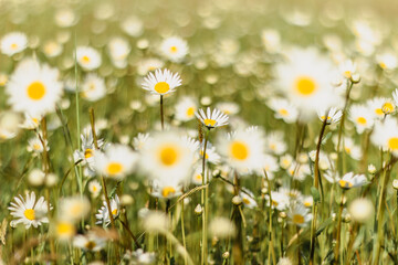 Detail of daisy flowers. Spring flower close up.Wonderful fabulous daisies on a meadow in spring. Spring blurred background.Blooming white daisy selective focus.Romantic bright wallpaper.