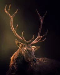 Foto op Plexiglas Zwart Mooie herten op een donkere achtergrond