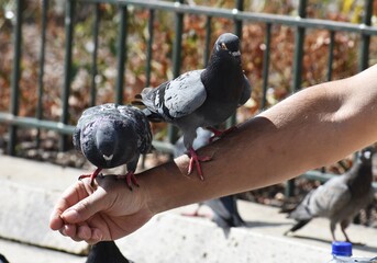 Two doves on man's hand.