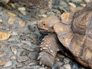 Close up portrait of a giant tortoise on land.