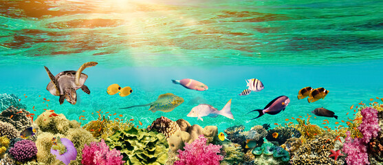 underwater paradise background coral reef wildlife nature collage with shark manta ray sea turtle...