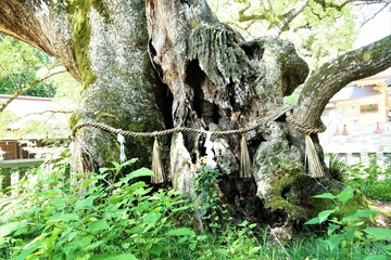 Sacred Tree at Oyamazumi Jinjya or Shrine in Omishima island, Imabari city, Ehime prefecture, Japan. Shimanami kaido - 大山祇神社 大三島 しまなみ海道 愛媛 日本 御神木