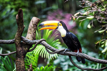 fantastic toucan branch © Aprilia