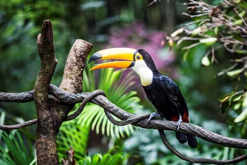 Foto op Canvas fantastic toucan branch © Aprilia
