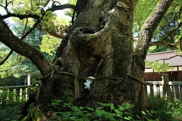 Sacred Tree at Oyamazumi Jinjya or Shrine in Omishima island, Imabari city, Ehime prefecture, Japan. Shimanami kaido - 大山祇神社 大三島 しまなみ海道 愛媛 日本 御神木
