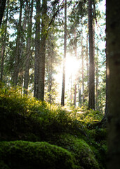 morning in the forest