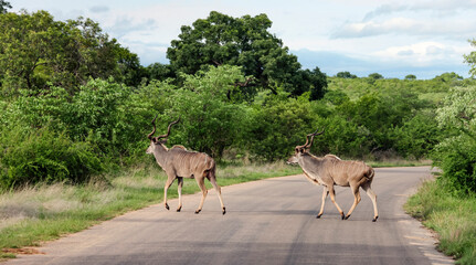 Animals on the road is dangerous to cross the road.