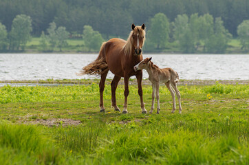 A horse with a foal in a pasture.