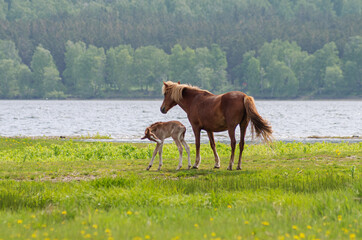 A horse with a foal in a pasture.