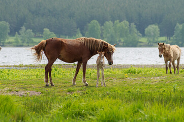 A horse with a foal in a pasture.