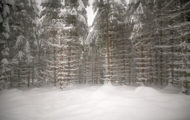 Eine bewegende Winterlandschaft in einem Nadelwald mit tiefem Schnee