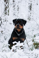 dog in snow