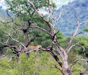 Wild leopard lies on a dry tree with its paws hanging down. © okyela
