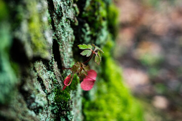 moss plant