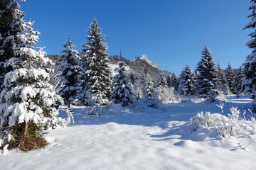 Fototapeta na wymiar Winterlandscape with pine trees heavy covered with snow in a frozen landscape in the austrian alps