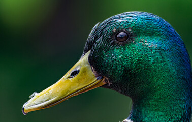 Ente