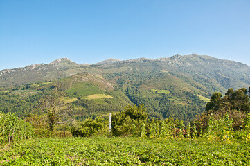 Monte sueve. Asturias. 