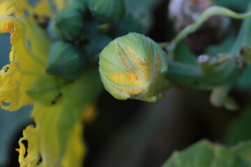 The gourd, vegetables for cooking in Thailand.