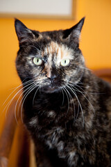 portrait of a beautiful tortoiseshell cat with green eyes against a orange background