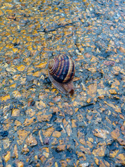 Close-up snail with puddle on colored stones. Selective focus.