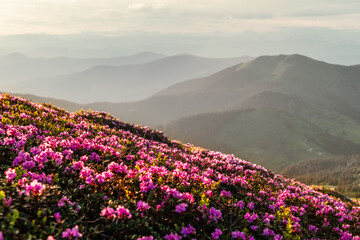 Rhododendron flowers covered mountains meadow in summer time. Beauty sunrise light glowing on a foreground. Landscape photography