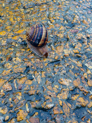 Close-up snail with puddle on colored stones. Selective focus.