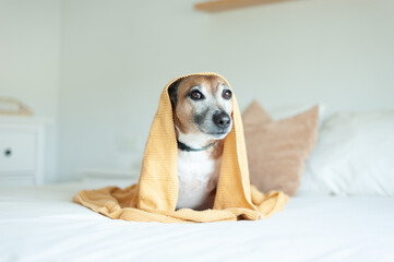 Jack Russell terrier laying in bed under a yellow blanket