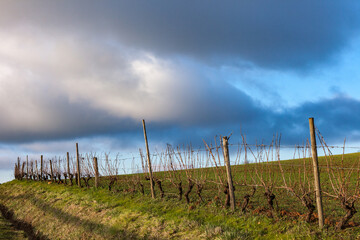 Obraz premium Allassac (Corrèze, France) - Les trois villages - Vignoble en hiver