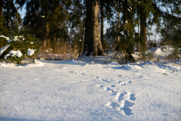 Crossroads - rabbit footprints in the snow