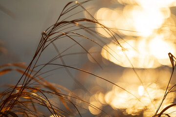 Fototapeta premium Dried grasses lit by the setting sun, blurred bokeh background