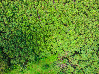 Green para rubber tree forest aerial view