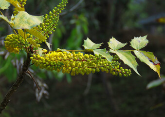 Mahonia napaulensis is a shrub in the family Berberidaceae, yellow Mahonia napaulensis.