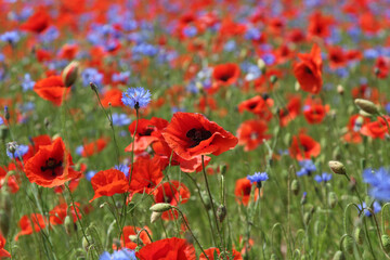 field of red poppies and blue cornflowers. nature in summer