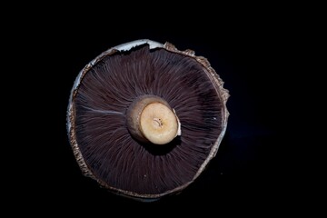 large  portobello  mushrooms  dark background  