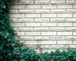 leaves on brick wall for wallpaper