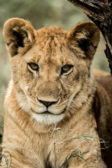 Close-up of a female lion in Serengeti National Park